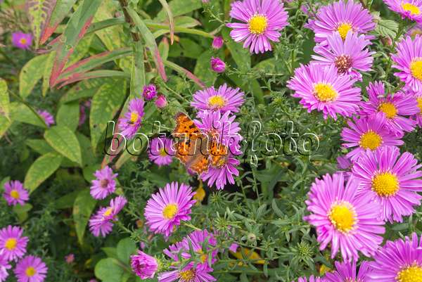 573104 - Asters (Aster) and comma (Polygonia c-album syn. Nymphalis c-album)