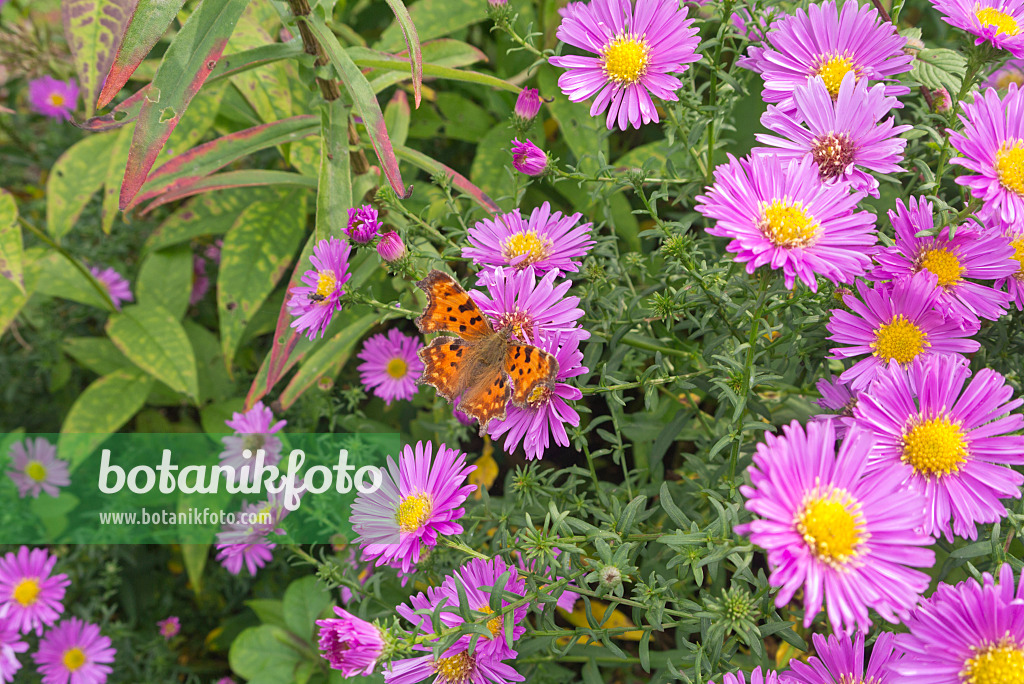 573104 - Asters (Aster) and comma (Polygonia c-album syn. Nymphalis c-album)