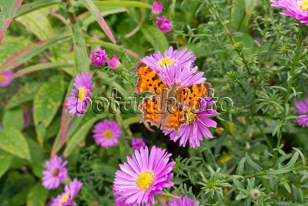 573105 - Asters (Aster) and comma (Polygonia c-album syn. Nymphalis c-album)