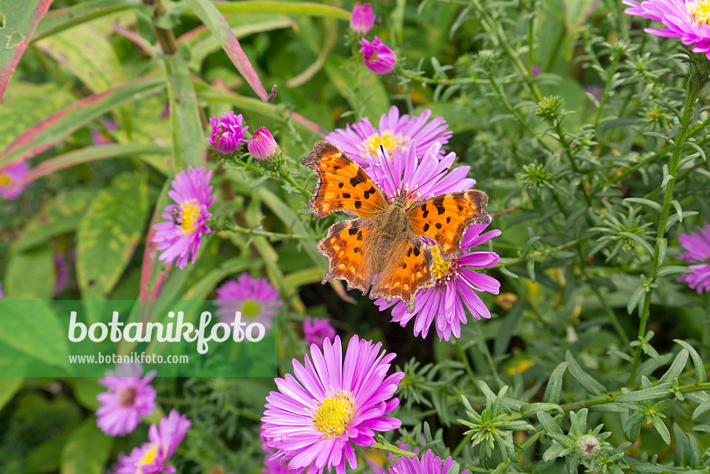 573105 - Asters (Aster) and comma (Polygonia c-album syn. Nymphalis c-album)