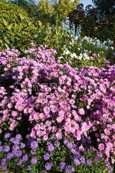 512101 - Asters (Aster) in an autumnal garden