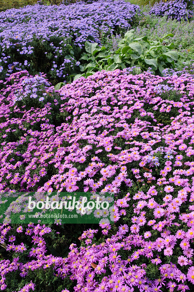 477043 - Asters nains d'automne (Aster dumosus 'Rosenwichtel' et Aster dumosus 'Prof. Anton Kippenberg')