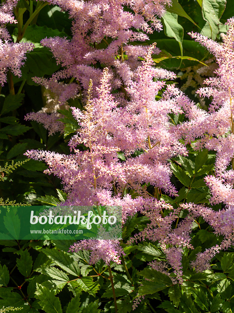 439019 - Astilbe des jardins (Astilbe x arendsii)