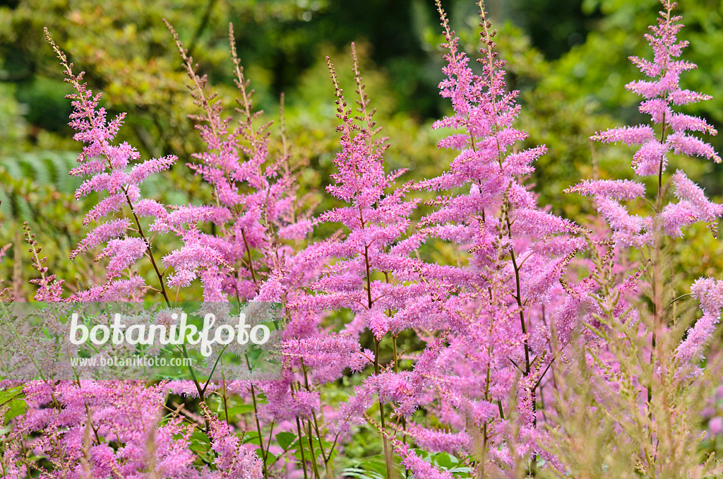 521441 - Astilbe des jardins (Astilbe x arendsii 'Amethyst')