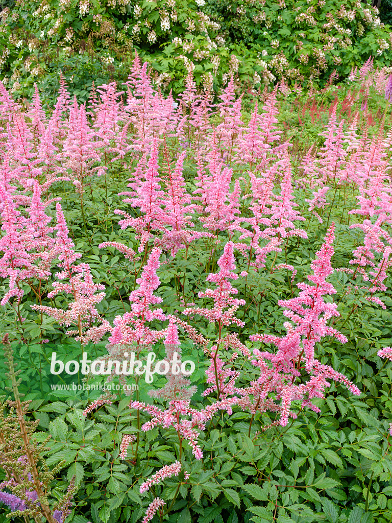 450052 - Astilbe des jardins (Astilbe x arendsii 'Cattleya')