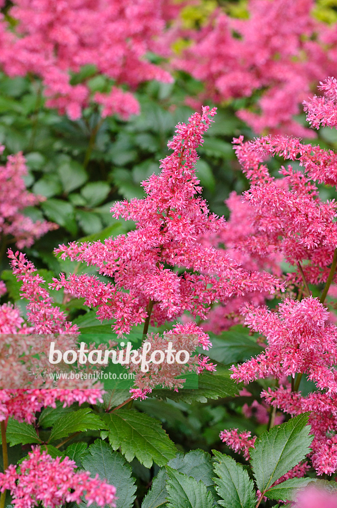 473321 - Astilbe des jardins (Astilbe x arendsii 'Granat')