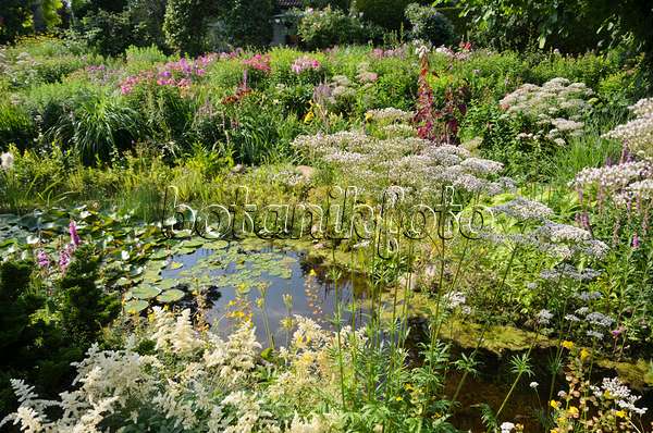 570085 - Astilbes (Astilbe) and common valerian (Valeriana officinalis) at a garden pond