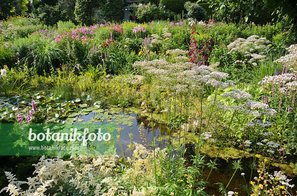 570085 - Astilbes (Astilbe) and common valerian (Valeriana officinalis) at a garden pond