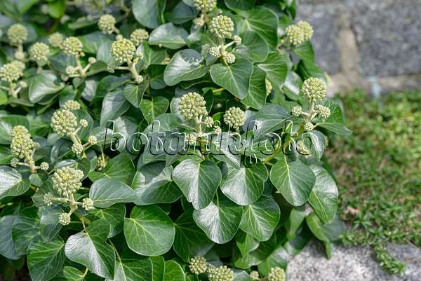 607057 - Atlantic ivy (Hedera hibernica 'Arbori Compact')
