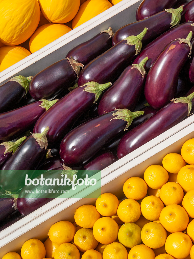 403038 - Aubergine (Solanum melongena) and lemon (Citrus limon)