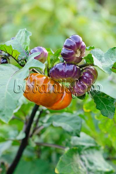 476064 - Aubergine (Solanum melongena 'Red China')
