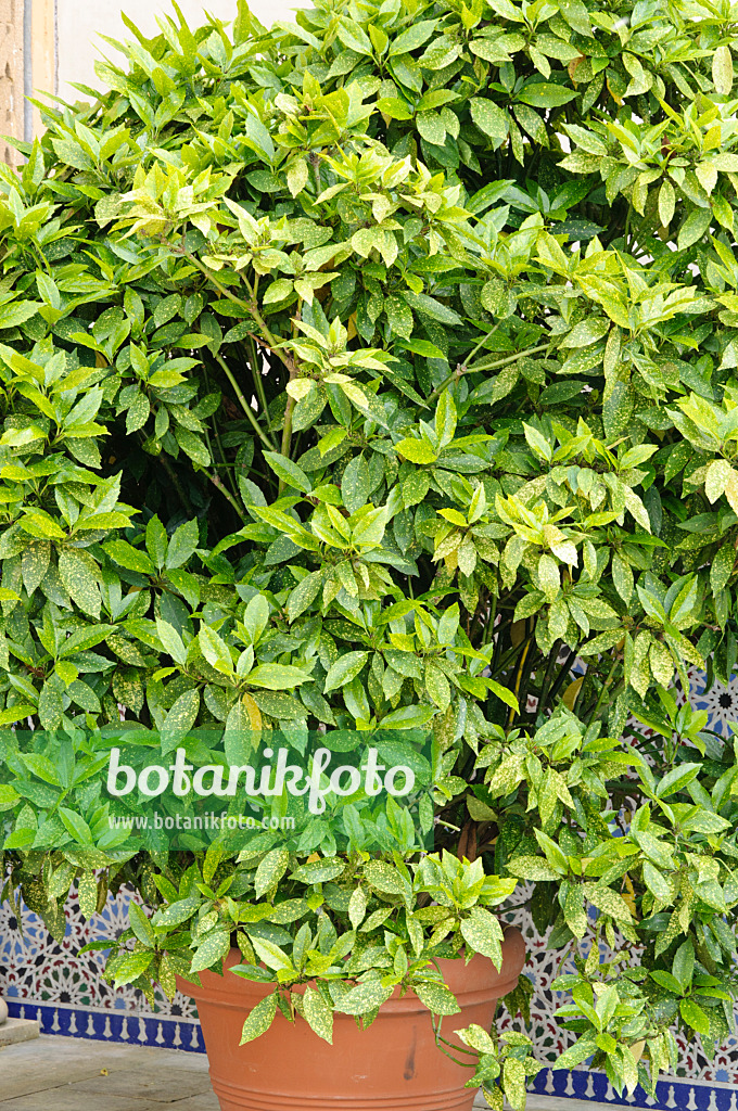 472374 - Aucuba du Japon (Aucuba japonica)