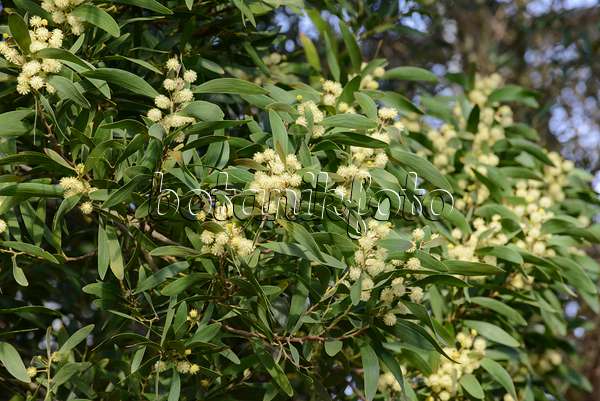 529229 - Australian blackwood (Acacia melanoxylon)