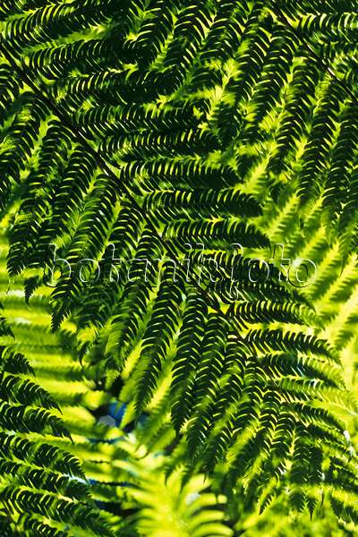 388143 - Australian tree fern (Cyathea cooperi)
