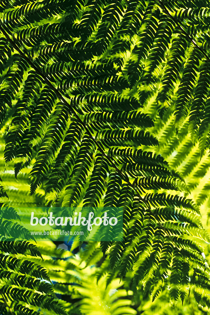 388143 - Australian tree fern (Cyathea cooperi)