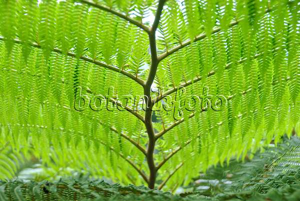 517479 - Australian tree fern (Cyathea cooperi)
