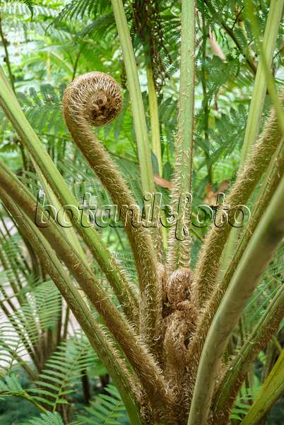517480 - Australian tree fern (Cyathea cooperi)