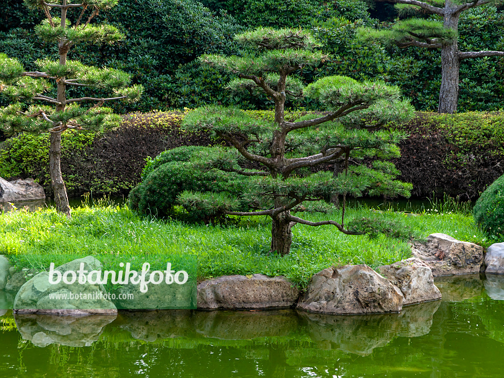 427127 - Austrian black pine (Pinus nigra var. nigra)