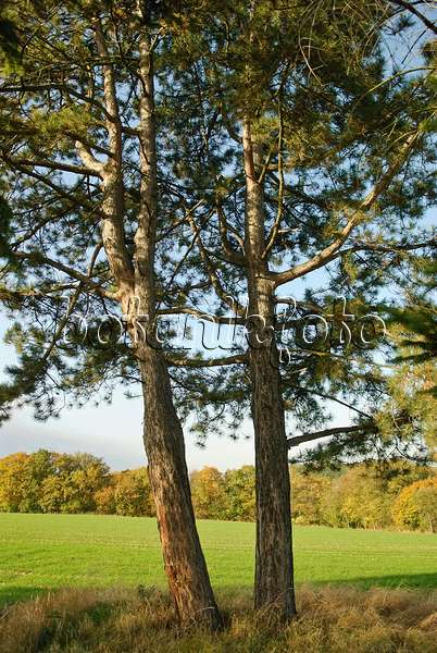 502311 - Austrian black pine (Pinus nigra var. nigra)