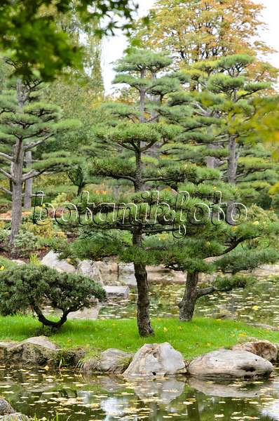 525379 - Austrian black pine (Pinus nigra var. nigra)