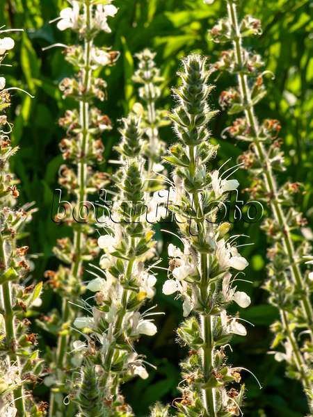 438217 - Austrian sage (Salvia austriaca)