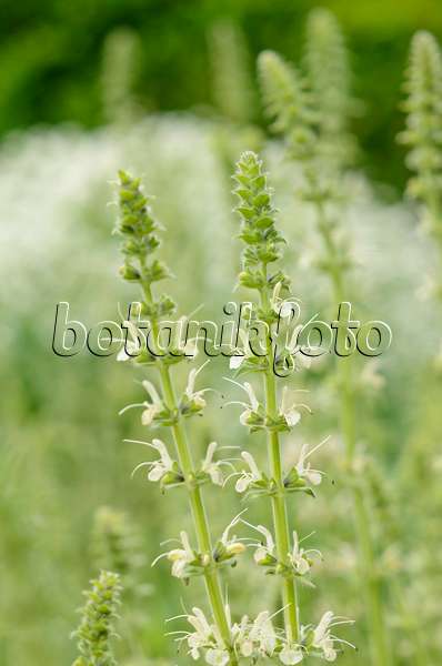 544140 - Austrian sage (Salvia austriaca)