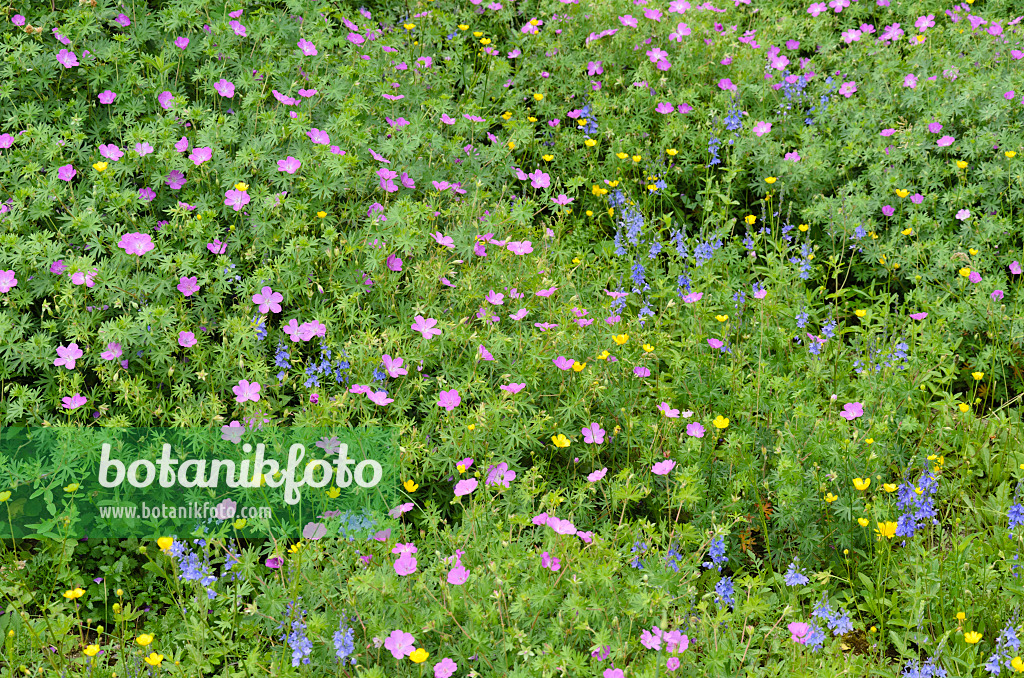 508522 - Austrian speedwell (Veronica austriaca var. teucrium), bloody cranesbill (Geranium sanguineum) and buttercup (Ranunculus)