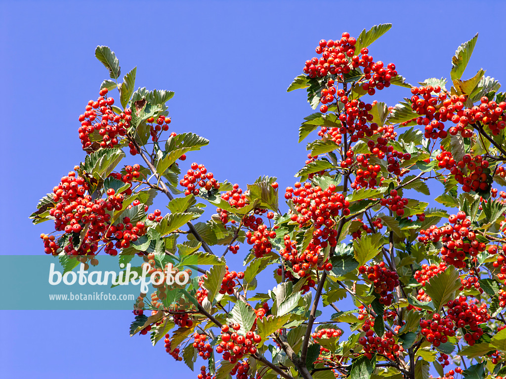 442008 - Austrian whitebeam (Sorbus austriaca)