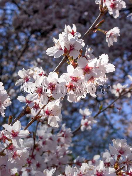 412010 - Autumn cherry (Prunus subhirtella)