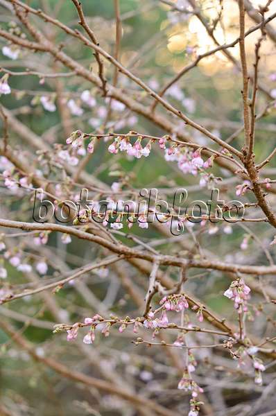 527046 - Autumn cherry (Prunus subhirtella 'Autumnalis Rosea')