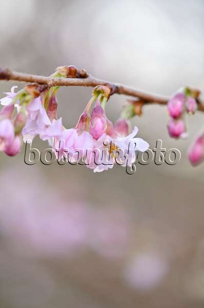 527047 - Autumn cherry (Prunus subhirtella 'Autumnalis Rosea')