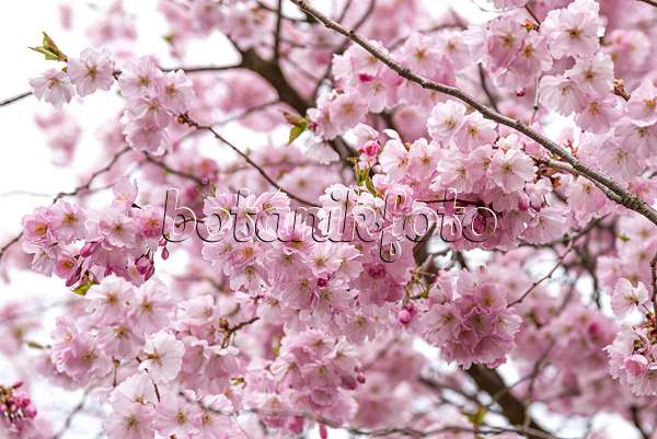 651452 - Autumn cherry (Prunus subhirtella 'Autumnalis Rosea')