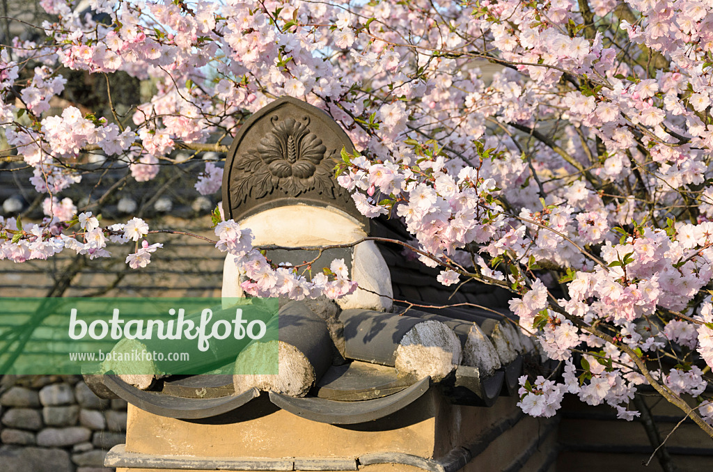 519108 - Autumn cherry (Prunus subhirtella) in a Korean garden