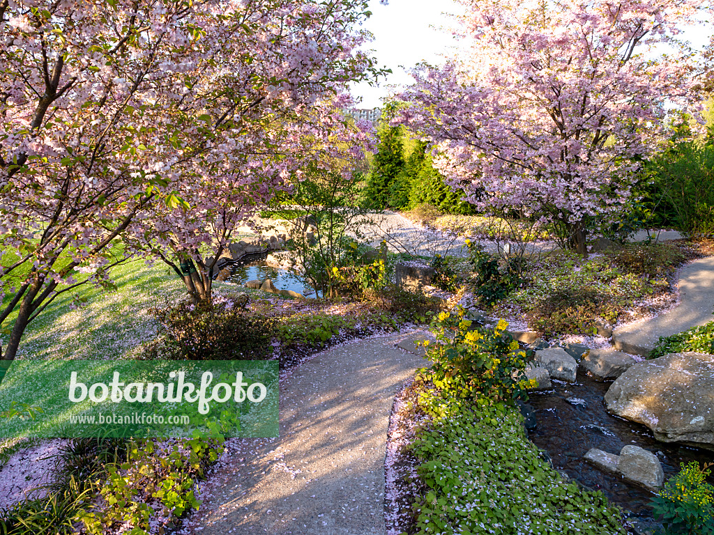 437126 - Autumn cherry (Prunus subhirtella), Japanese Garden, Erholungspark Marzahn, Berlin, Germany