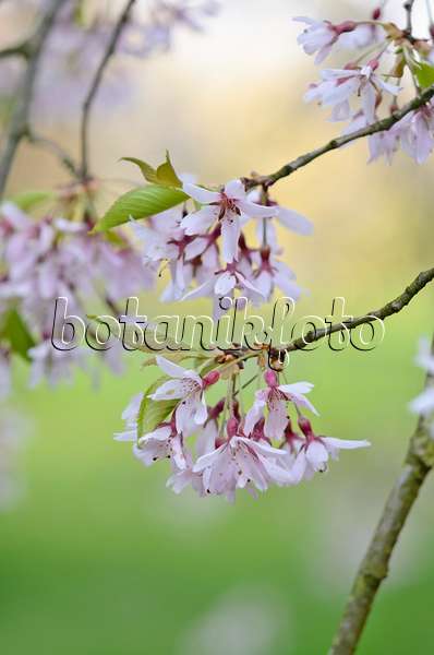 555100 - Autumn cherry (Prunus subhirtella 'Pendula Lanceolata')