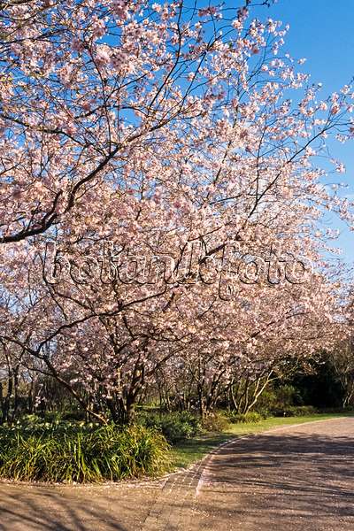 389010 - Autumn cherry (Prunus subhirtella x sargentii 'Accolade')