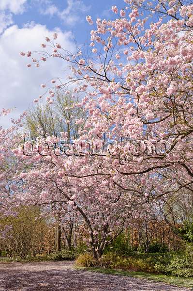 483233 - Autumn cherry (Prunus subhirtella x sargentii 'Accolade')