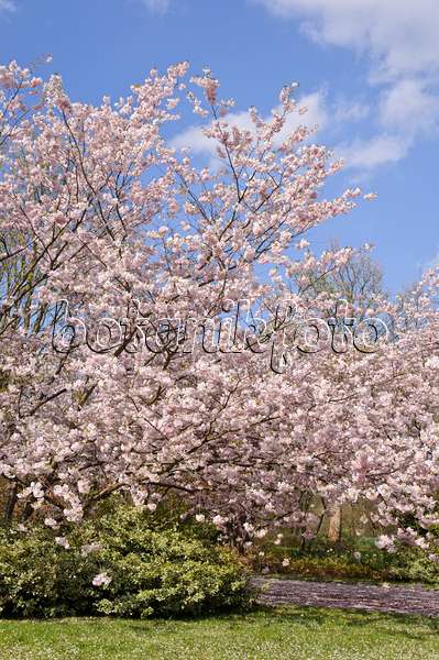 483236 - Autumn cherry (Prunus subhirtella x sargentii 'Accolade')