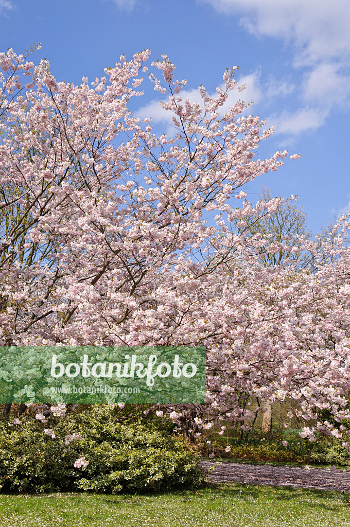 483236 - Autumn cherry (Prunus subhirtella x sargentii 'Accolade')