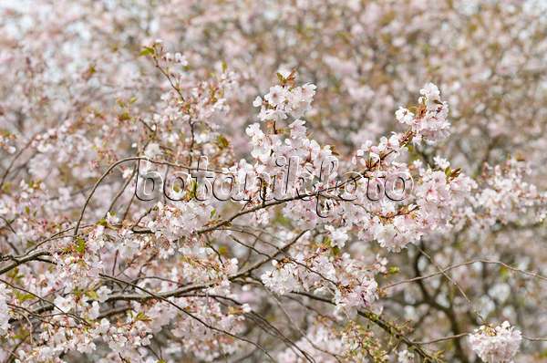 495092 - Autumn cherry (Prunus subhirtella x sargentii 'Accolade')