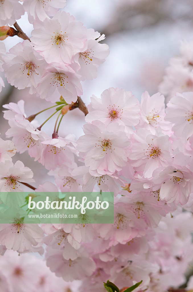 531020 - Autumn cherry (Prunus subhirtella x sargentii 'Accolade')