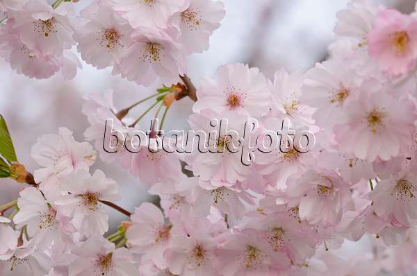 531021 - Autumn cherry (Prunus subhirtella x sargentii 'Accolade')