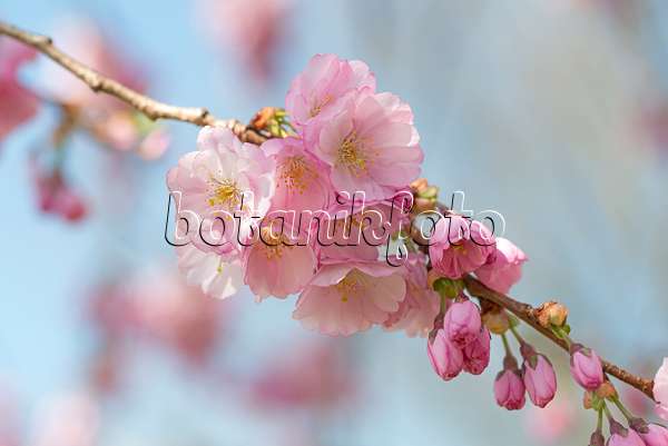 635139 - Autumn cherry (Prunus subhirtella x sargentii 'Accolade')