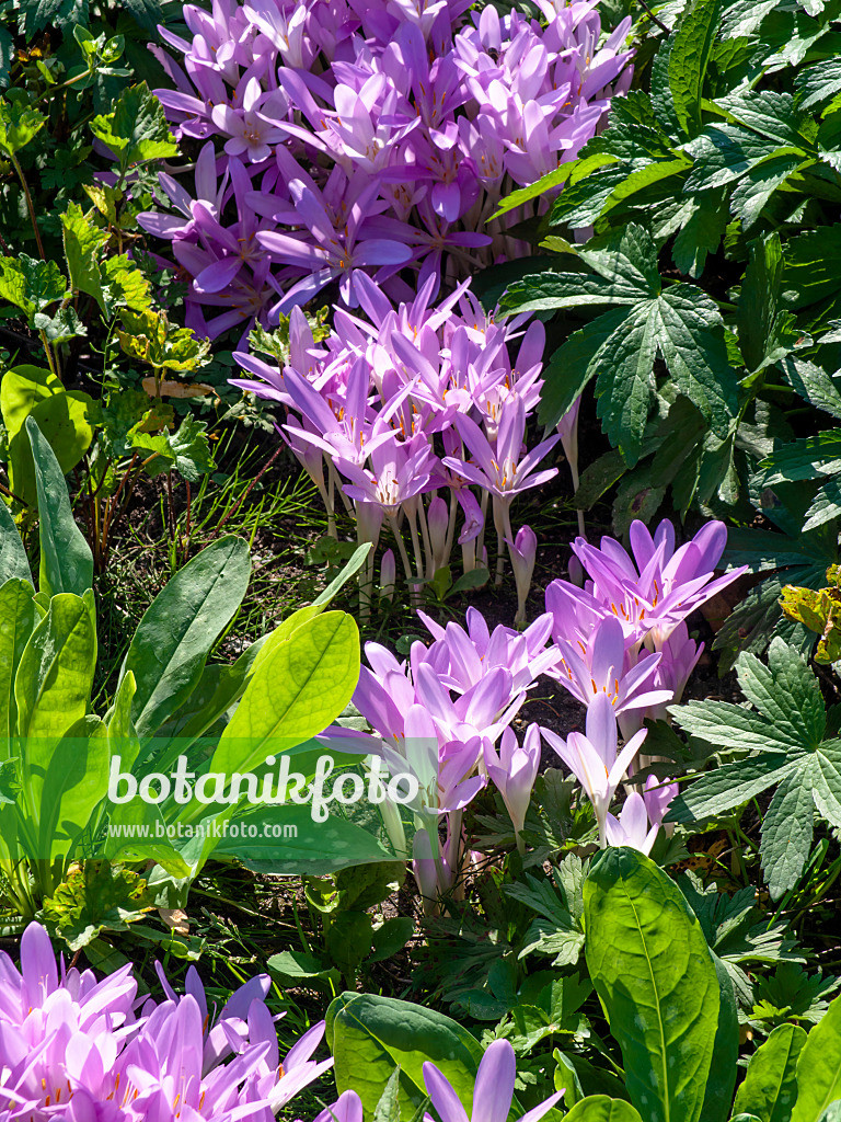 441164 - Autumn crocus (Colchicum)