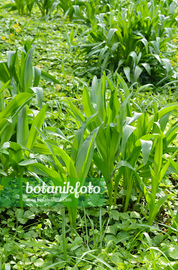 531176 - Autumn crocus (Colchicum autumnale)