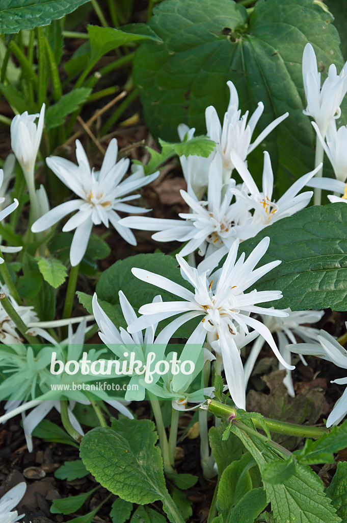 512107 - Autumn crocus (Colchicum autumnale 'Alboplenum')