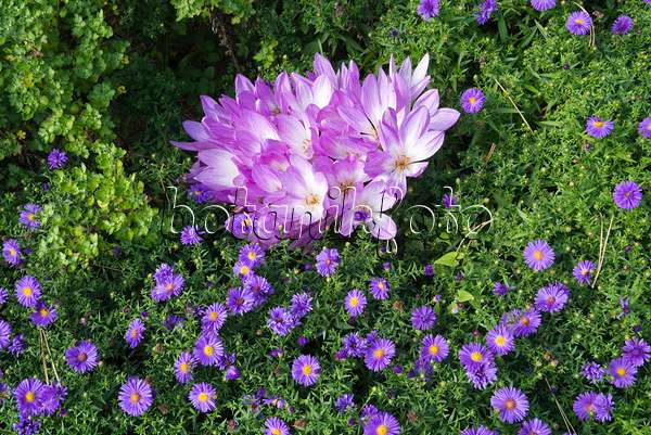 609020 - Autumn crocuses (Colchicum) and asters (Aster)