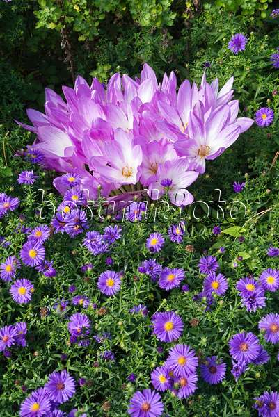 609021 - Autumn crocuses (Colchicum) and asters (Aster)