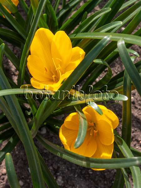 405075 - Autumn daffodil (Sternbergia lutea)