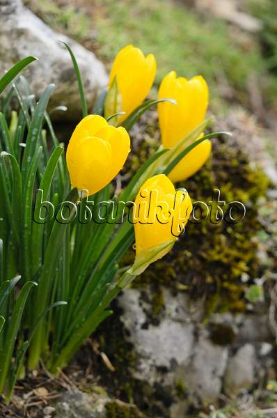 572033 - Autumn daffodil (Sternbergia lutea)